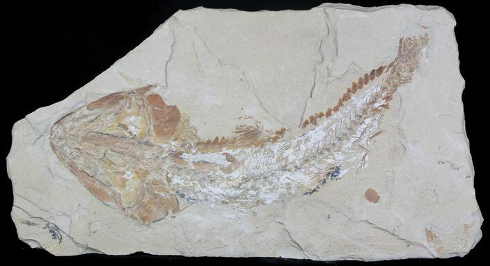 Cretaceous Fossil Fish (Spaniodon) - Lebanon #37219